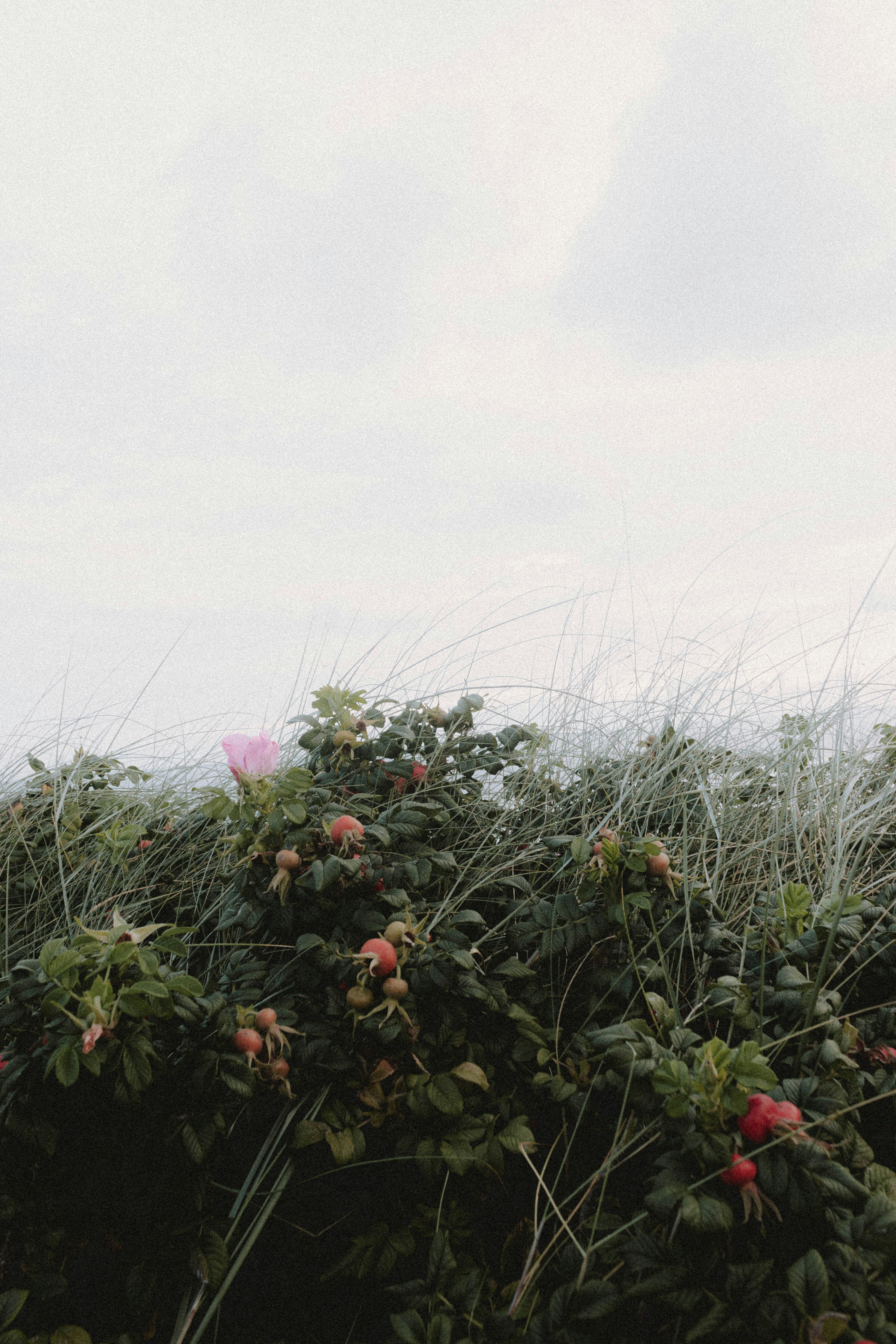 red flowers with green leaves under white sky during daytime